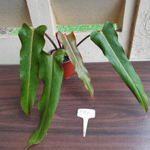 Load image into Gallery viewer, #H111 Philodendron Autumn Queen