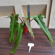 Load image into Gallery viewer, #H111 Philodendron Autumn Queen