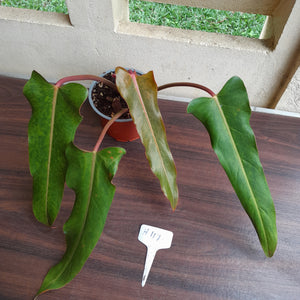#H111 Philodendron Autumn Queen