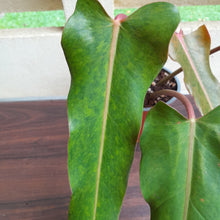 Load image into Gallery viewer, #H111 Philodendron Autumn Queen