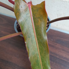 Load image into Gallery viewer, #H111 Philodendron Autumn Queen