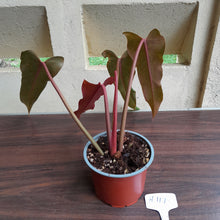 Load image into Gallery viewer, #H111 Philodendron Autumn Queen