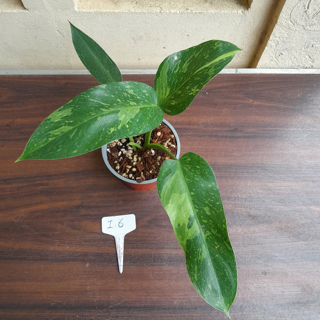 #i6 Philodendron Jose Buono