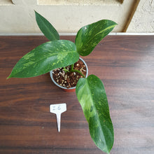 Load image into Gallery viewer, #i6 Philodendron Jose Buono