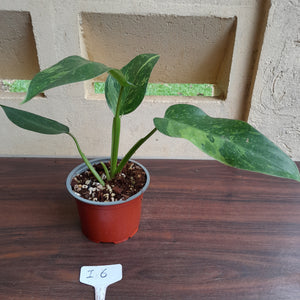 #i6 Philodendron Jose Buono