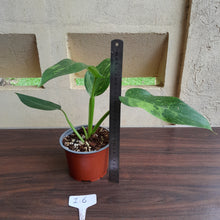 Load image into Gallery viewer, #i6 Philodendron Jose Buono
