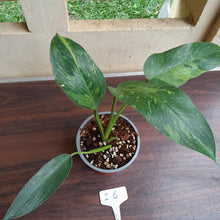Load image into Gallery viewer, #i6 Philodendron Jose Buono