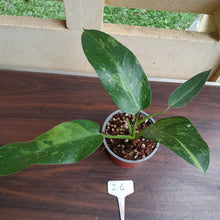 Load image into Gallery viewer, #i6 Philodendron Jose Buono