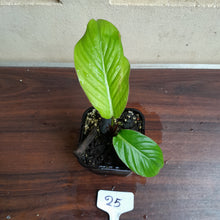 Load image into Gallery viewer, #25 Philodendron Geniculatum