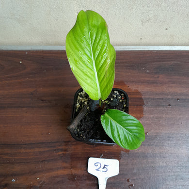#25 Philodendron Geniculatum
