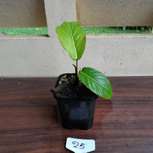 Load image into Gallery viewer, #25 Philodendron Geniculatum