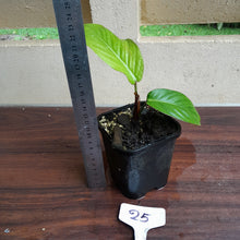 Load image into Gallery viewer, #25 Philodendron Geniculatum