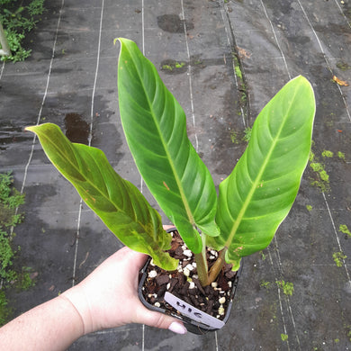 #H16 Philodendron Subhastatum