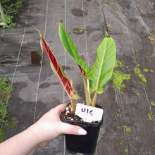 Load image into Gallery viewer, #H16 Philodendron Subhastatum
