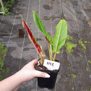 #H16 Philodendron Subhastatum