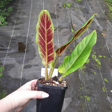 Load image into Gallery viewer, #H16 Philodendron Subhastatum