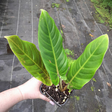 Load image into Gallery viewer, #H16 Philodendron Subhastatum