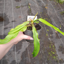 Load image into Gallery viewer, #R49 Philodendron Bonifaziae