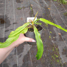 Load image into Gallery viewer, #R49 Philodendron Bonifaziae