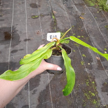 Load image into Gallery viewer, #R49 Philodendron Bonifaziae