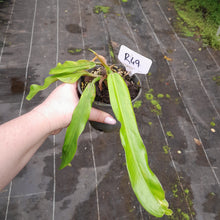 Load image into Gallery viewer, #R49 Philodendron Bonifaziae