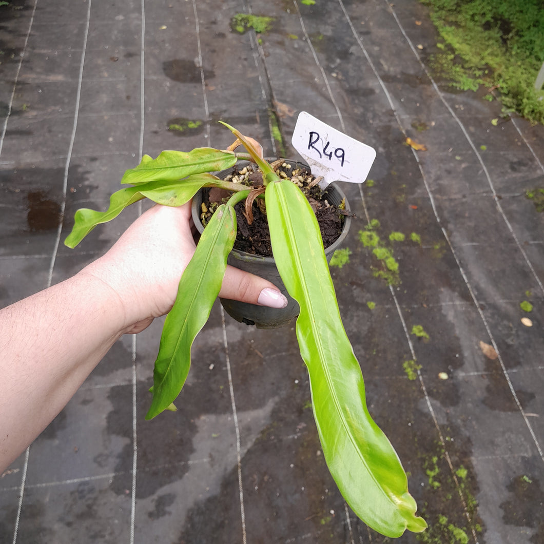 #R49 Philodendron Bonifaziae