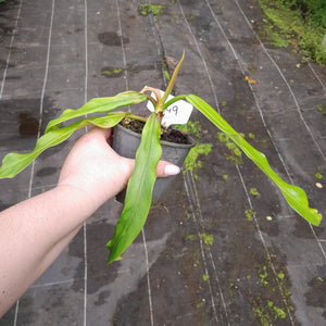 #R49 Philodendron Bonifaziae