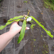 Load image into Gallery viewer, #R49 Philodendron Bonifaziae