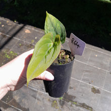 Load image into Gallery viewer, #R64 Anthurium Papillilaminum x