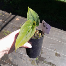 Load image into Gallery viewer, #R64 Anthurium Papillilaminum x
