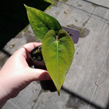 Load image into Gallery viewer, #R64 Anthurium Papillilaminum x