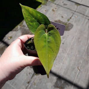 #R64 Anthurium Papillilaminum x