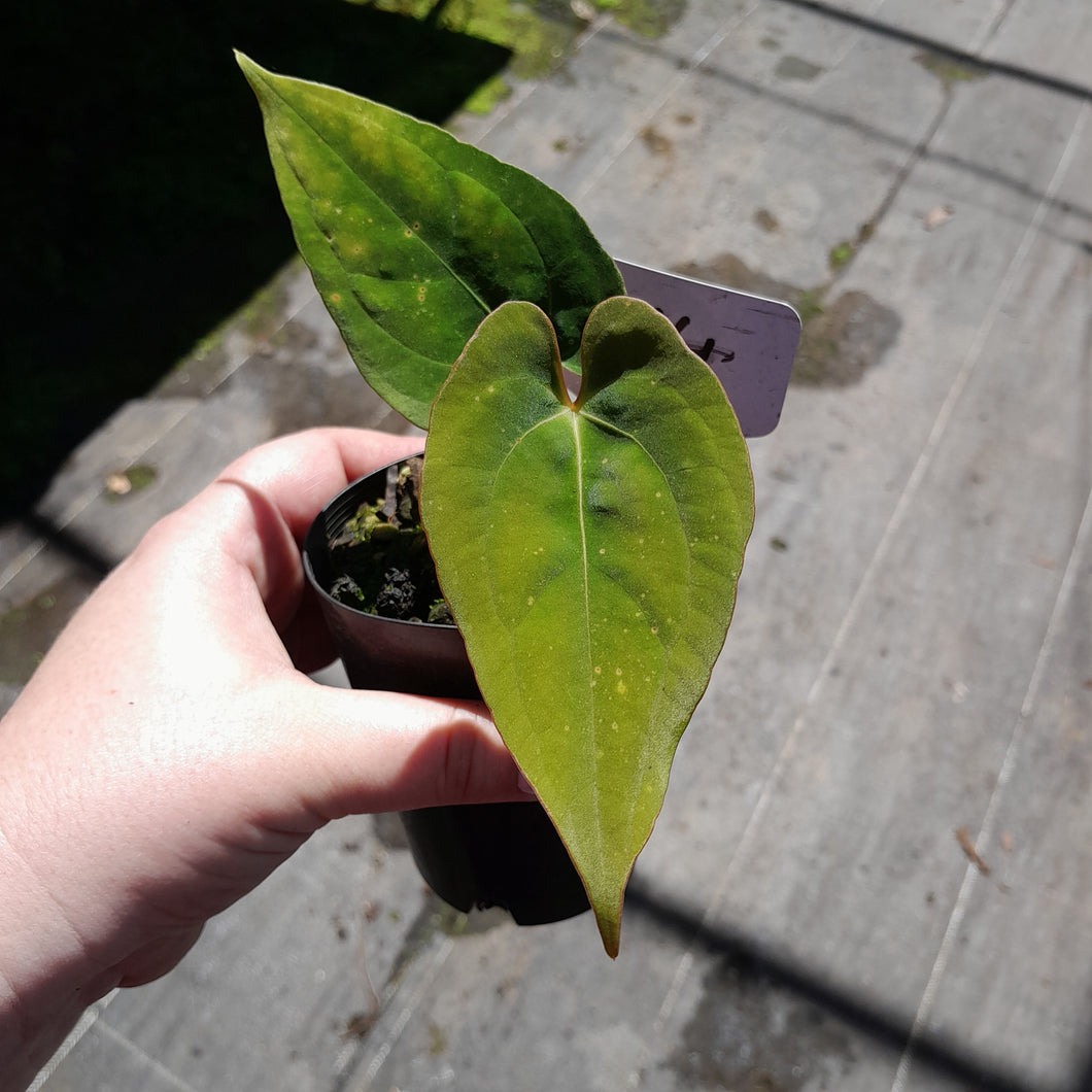 #R64 Anthurium Papillilaminum x