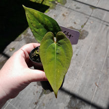 Load image into Gallery viewer, #R64 Anthurium Papillilaminum x