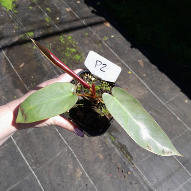 #P2 Philodendron Atabapoense