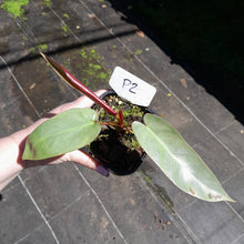 Load image into Gallery viewer, #P2 Philodendron Atabapoense
