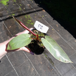 #P2 Philodendron Atabapoense