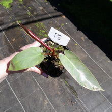 Load image into Gallery viewer, #P2 Philodendron Atabapoense
