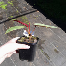 Load image into Gallery viewer, #P2 Philodendron Atabapoense
