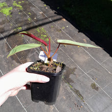 Load image into Gallery viewer, #P2 Philodendron Atabapoense
