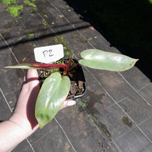 Load image into Gallery viewer, #P2 Philodendron Atabapoense