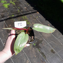 Load image into Gallery viewer, #P2 Philodendron Atabapoense