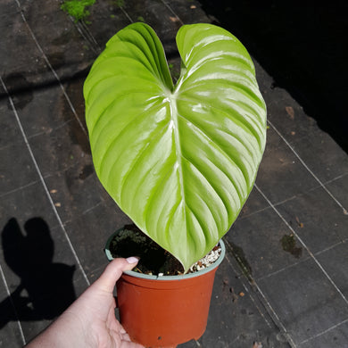 #D1 Large, Rooted Philodendron Dean Mcdowell Tip