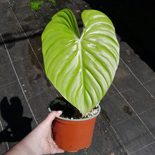 Load image into Gallery viewer, #D1 Large, Rooted Philodendron Dean Mcdowell Tip