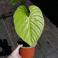 Load image into Gallery viewer, #D1 Large, Rooted Philodendron Dean Mcdowell Tip