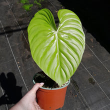 Load image into Gallery viewer, #D1 Large, Rooted Philodendron Dean Mcdowell Tip