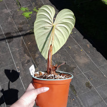 Load image into Gallery viewer, #D1 Large, Rooted Philodendron Dean Mcdowell Tip