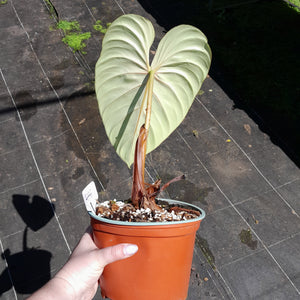 #D1 Large, Rooted Philodendron Dean Mcdowell Tip