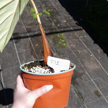 Load image into Gallery viewer, #D1 Large, Rooted Philodendron Dean Mcdowell Tip