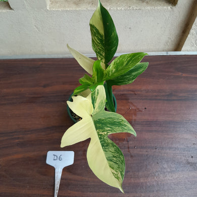 #D6 Philodendron Florida Beauty